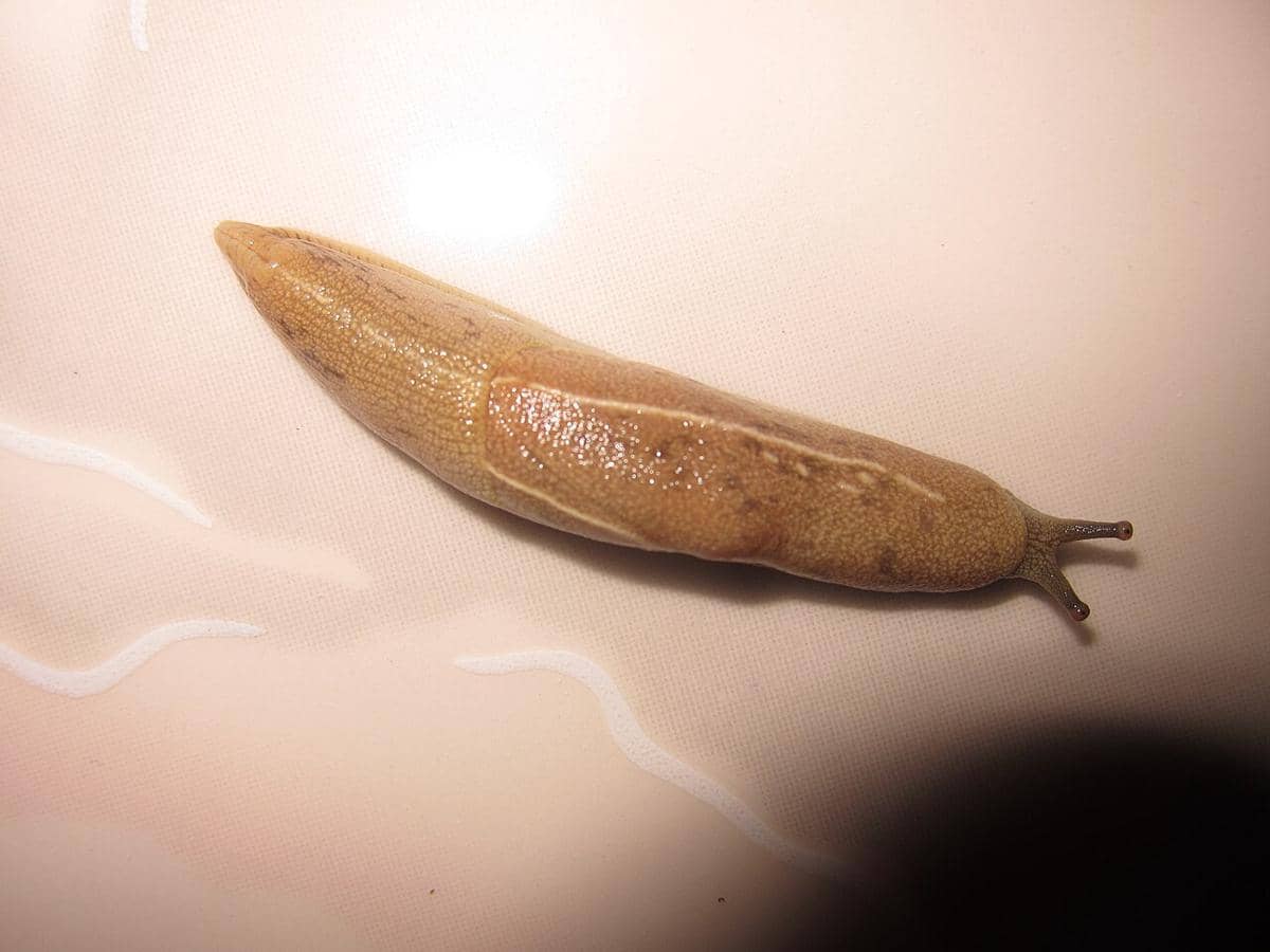 Moluska tanpa cangkang.