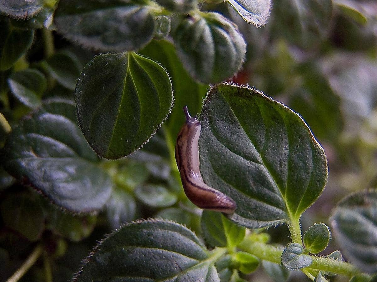 Siput tanpa cangkang.