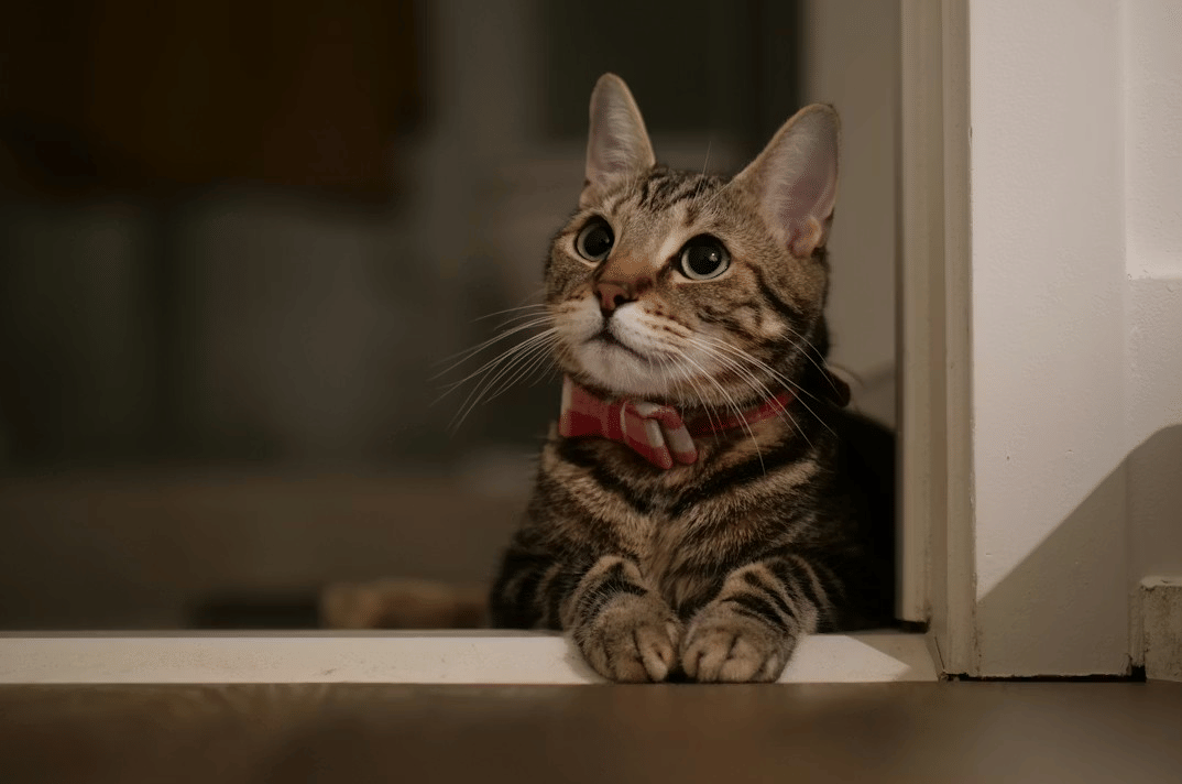 Kenapa Kucing Suka Menatap Lama ke Dinding? Bukan Lihat Hantu