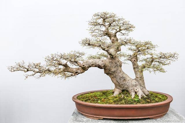 ilustrasi Bonsai Pinus Putih Jepang