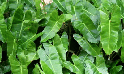 ilustrasi tanaman Philodendron Spiritus Sancti