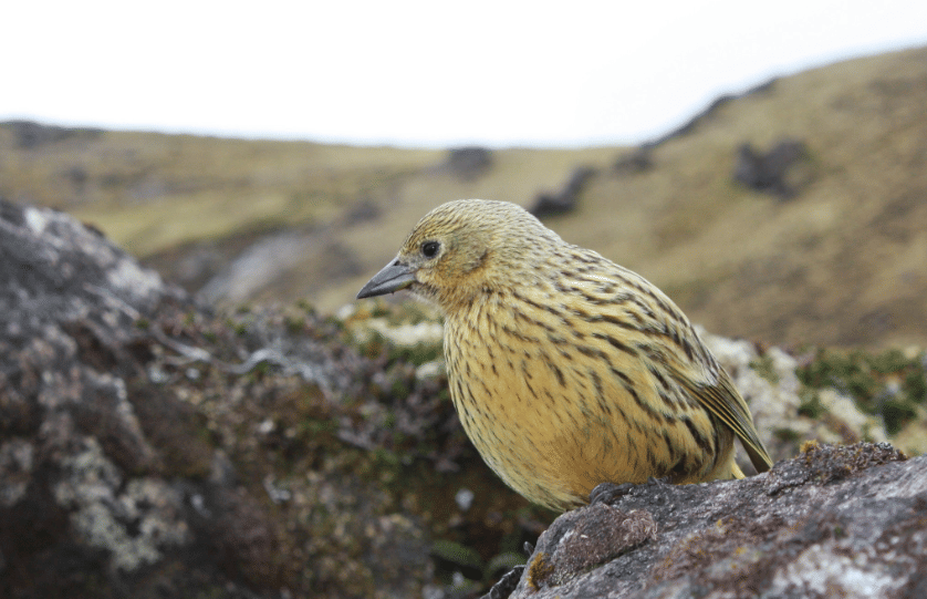 burung gough island finch