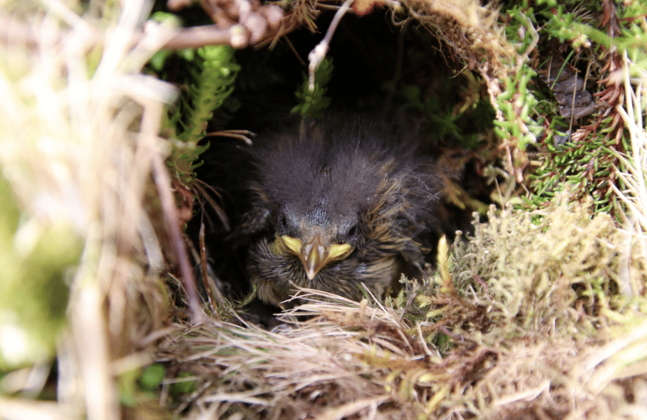 burung gough island finch