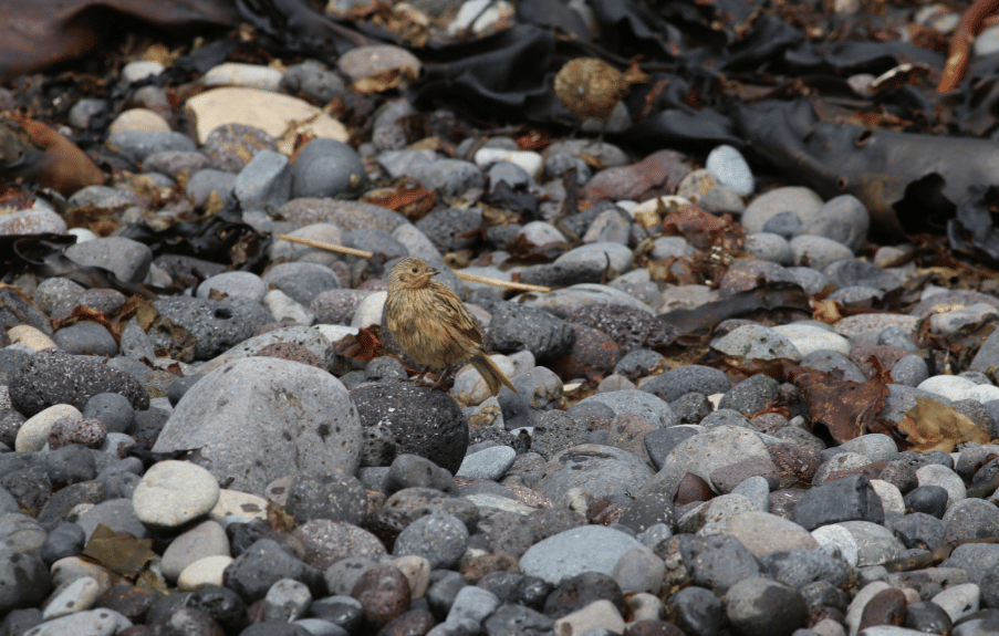 burung gough island finch