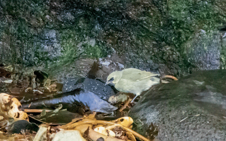 burung gough island finch 