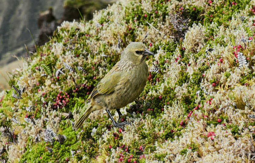 burung gough island finch