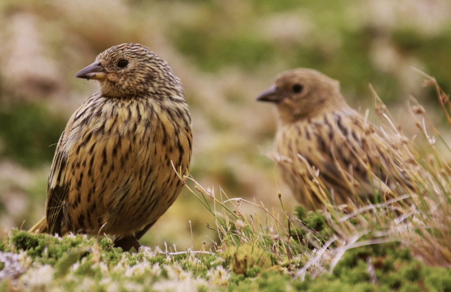 burung gough island finch