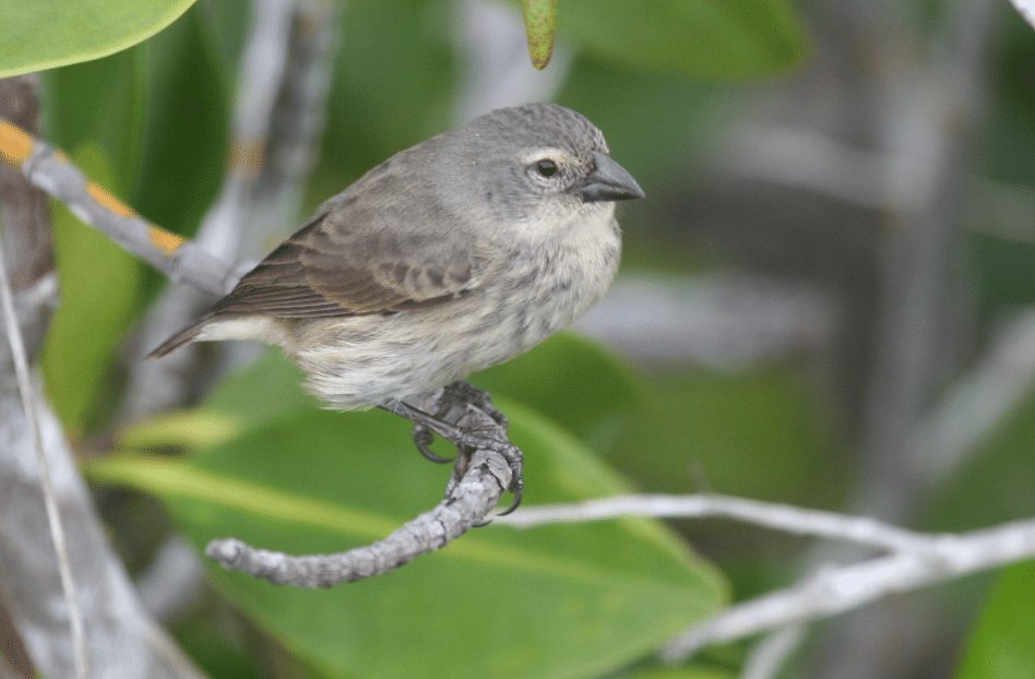 burung mangrove finch