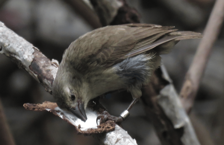 burung mangrove finch