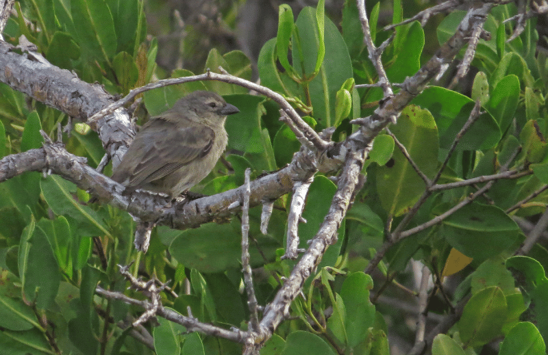 burung mangrove finch
