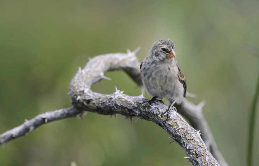 burung mangrove finch 