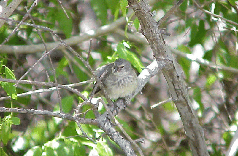 burung mangrove finch