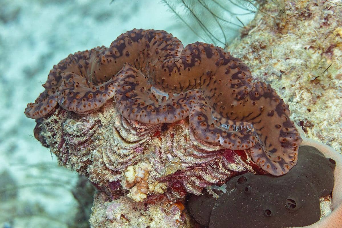 ilustrasi kerang raksasa