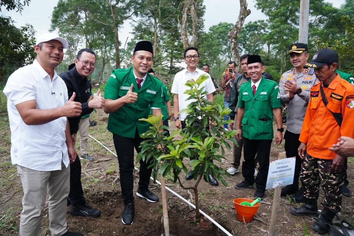 pln, pln tjsl, bibit alpukat