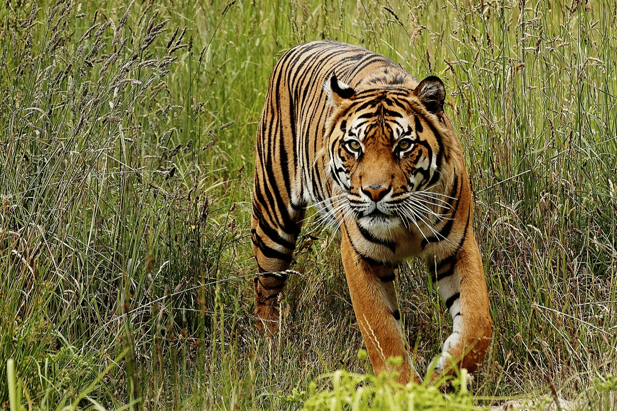 BKSDA Sumsel Selidiki Dugaan Kemunculan Harimau di Pemukiman Muratara