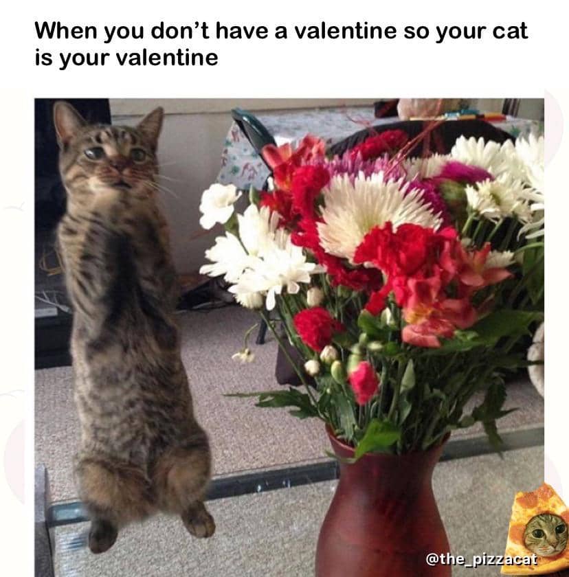 meme kucing tentang Valentine