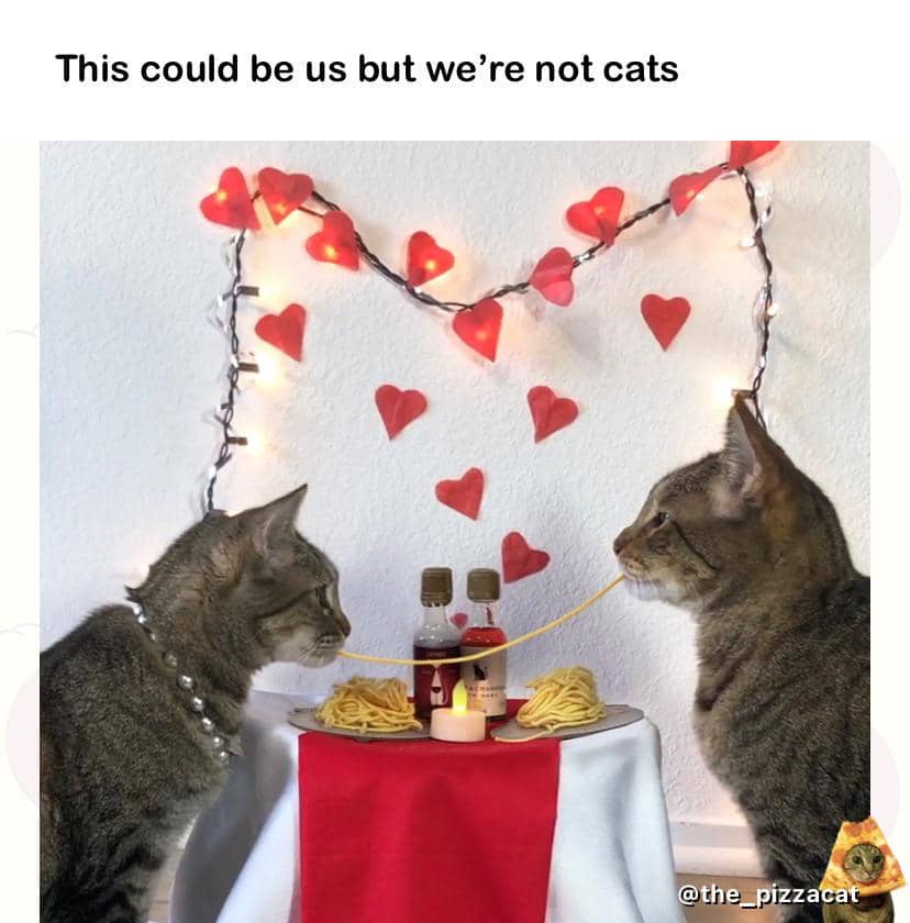 meme kucing tentang Valentine