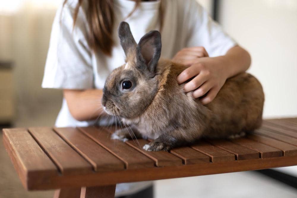 Potret kelinci peliharaan