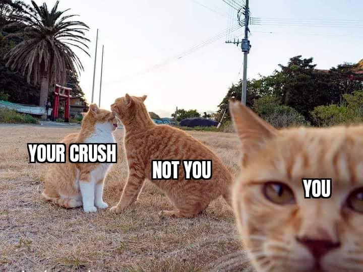 meme kucing tentang Valentine