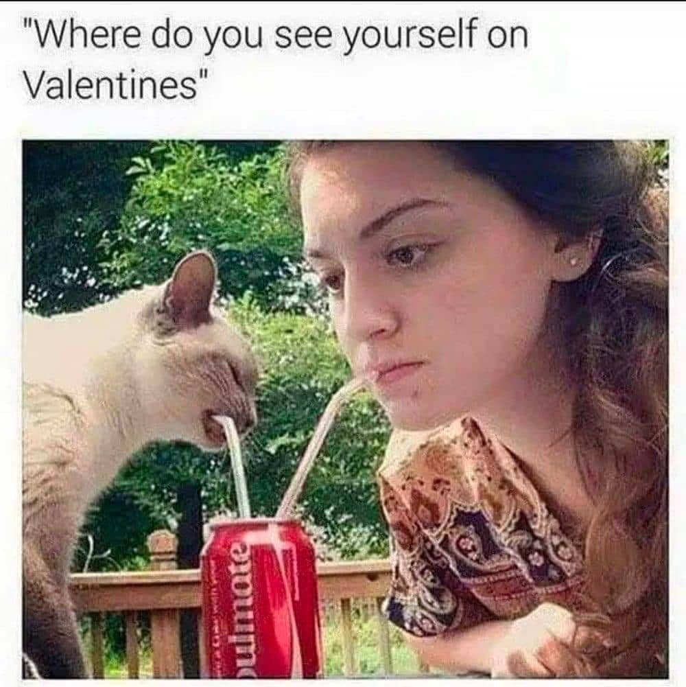 meme kucing tentang Valentine