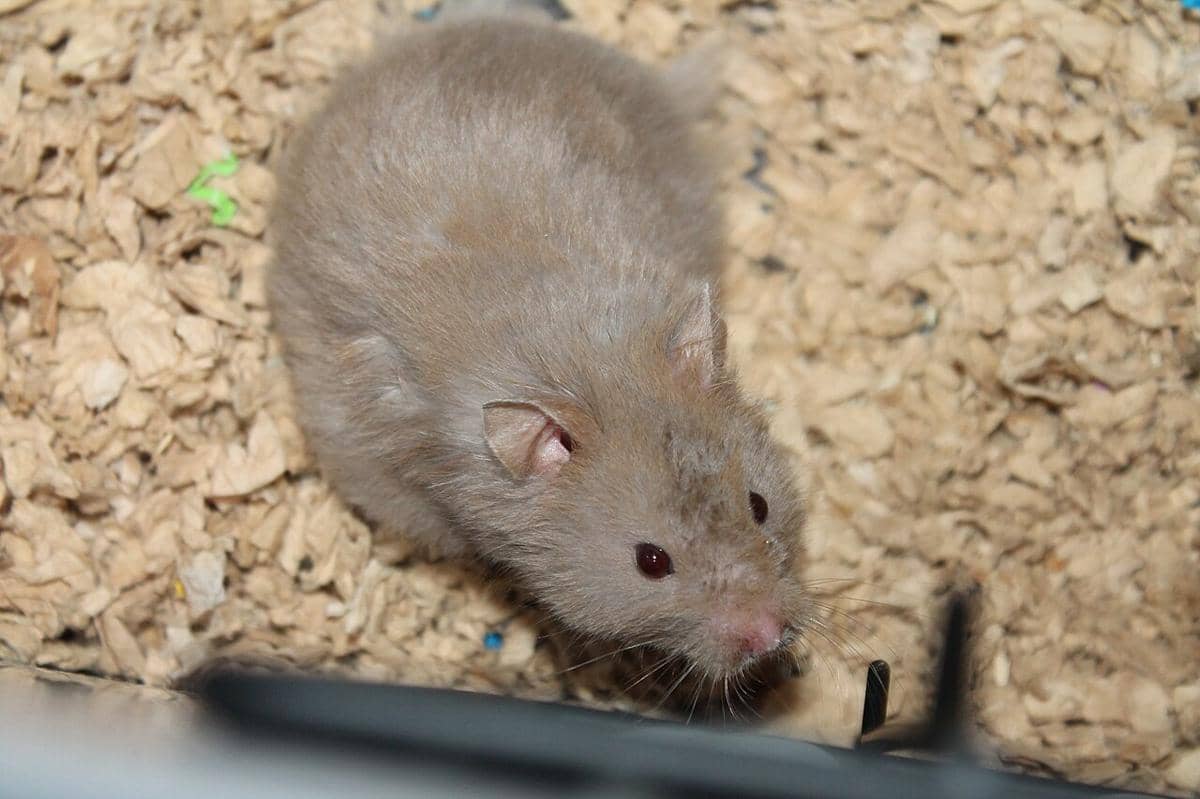 Hamster suriah 