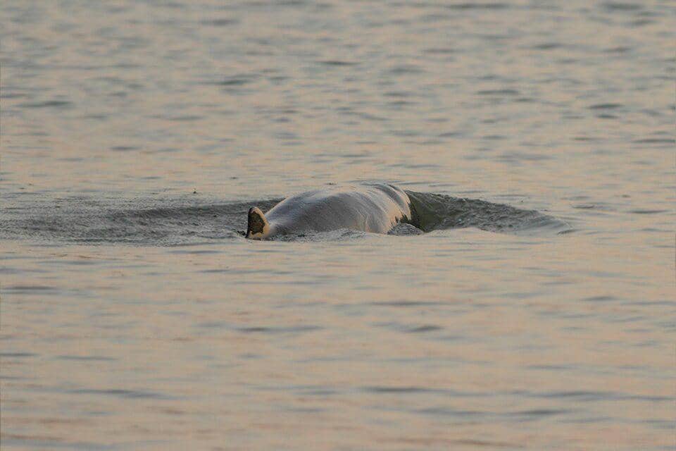 pesut mahakam di Taman Nasional Sundarban, India