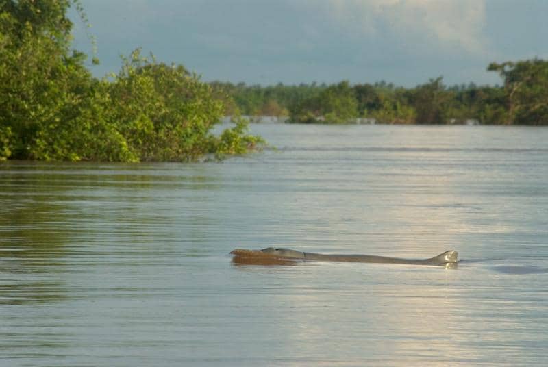 pesut mahakam di Kamboja