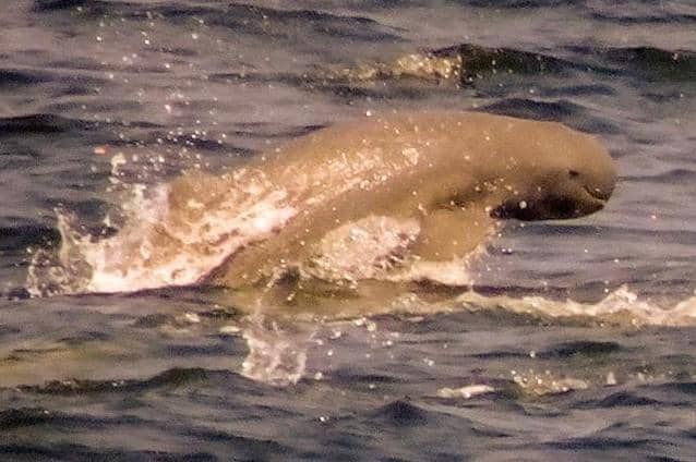 pesut mahakam melompat