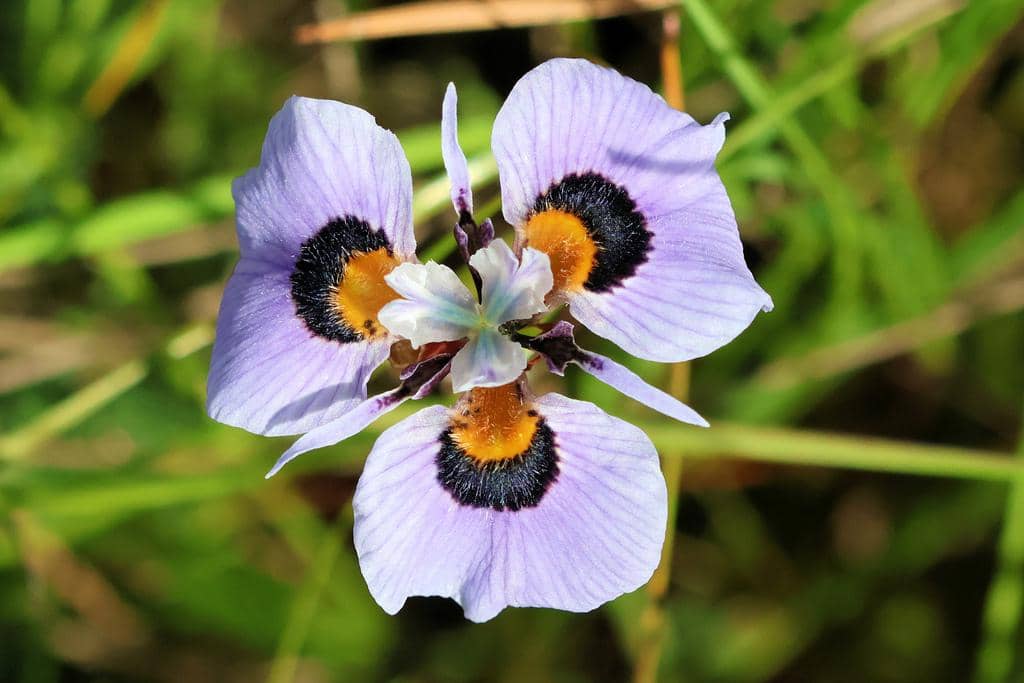 Bunga Moraea villosa