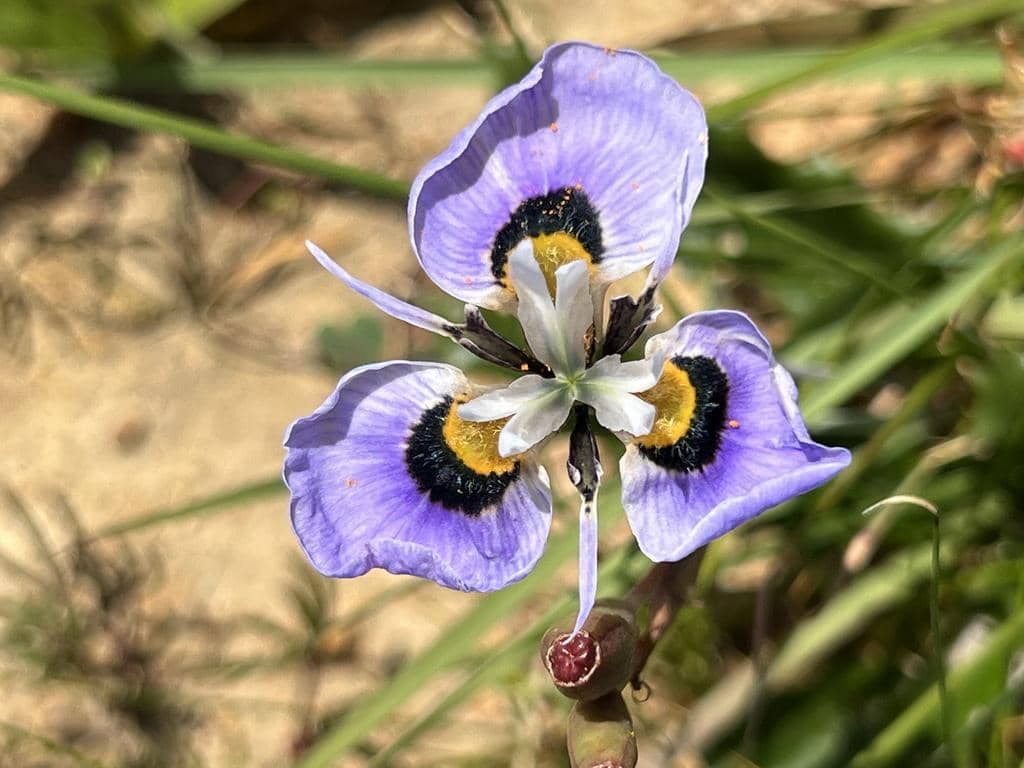 Bunga Moraea villosa