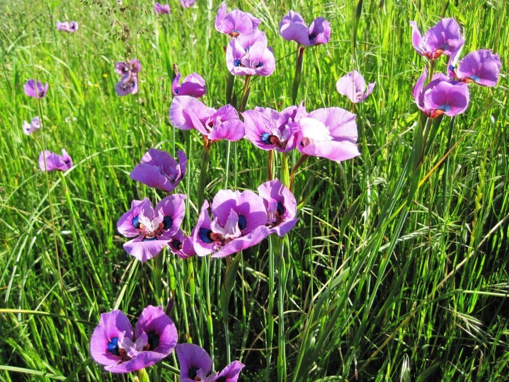 Bunga Moraea villosa