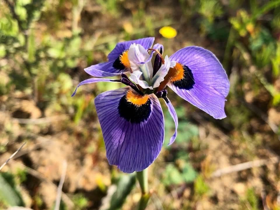 Bunga Moraea villosa