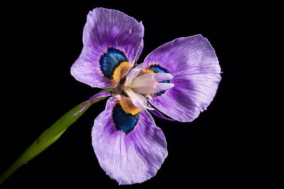 Bunga Moraea villosa