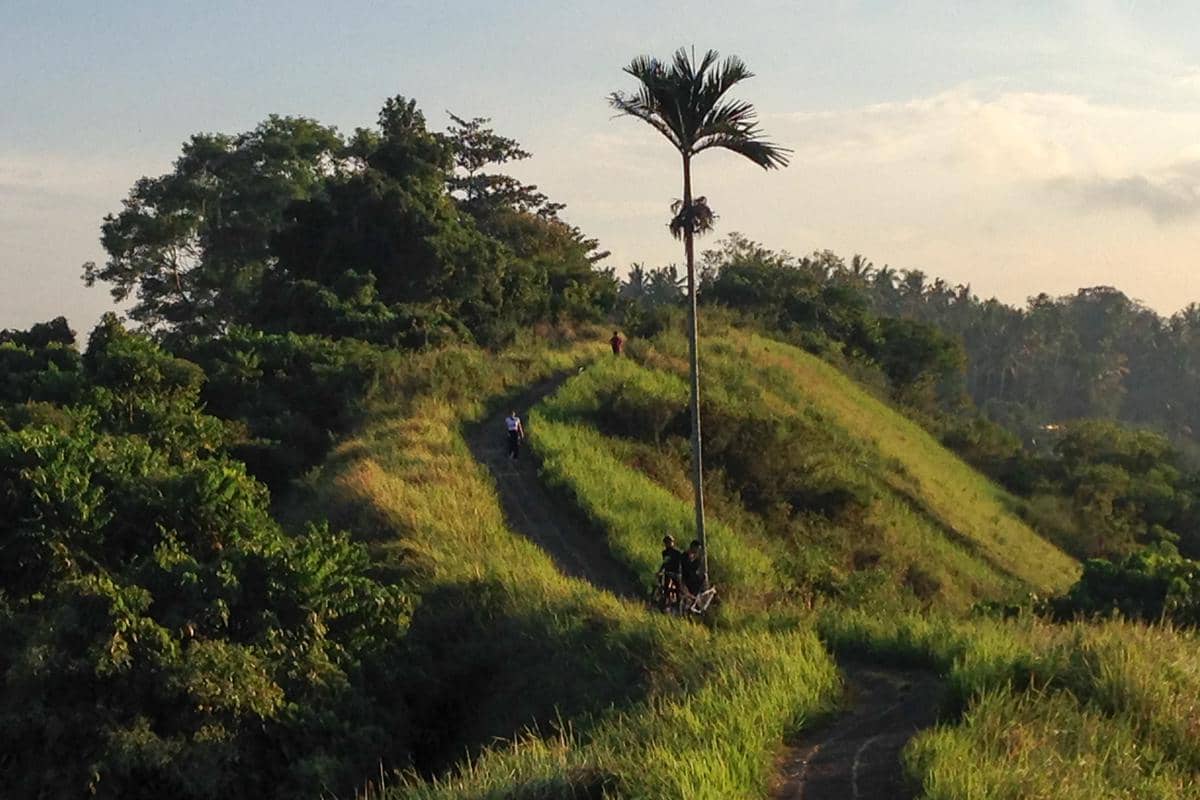 Campuhan Ridge Walk saat pagi hari 