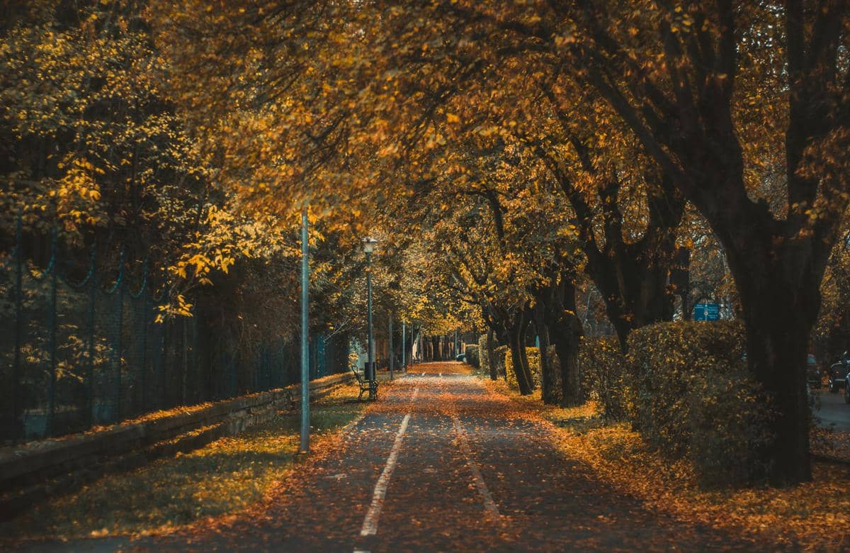 taman kebun musim gugur yang hangat.