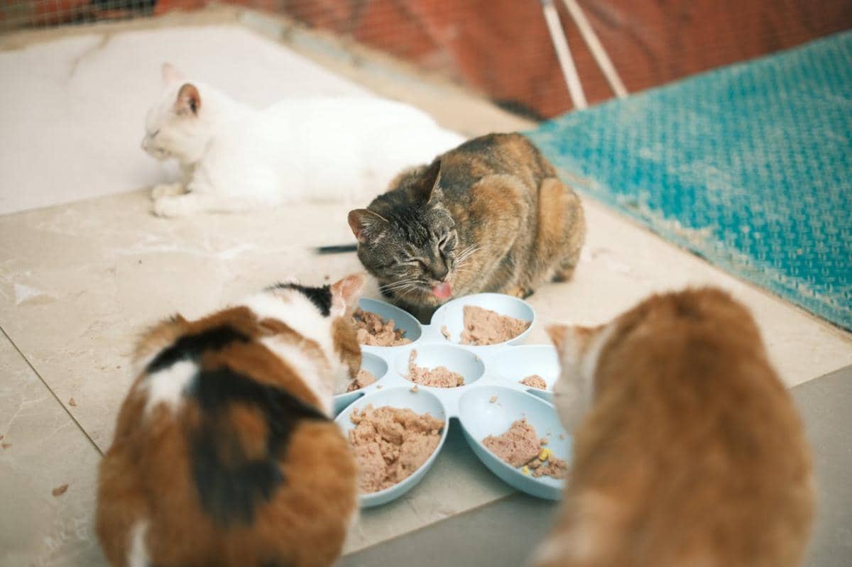 Potret kucing sedang makan
