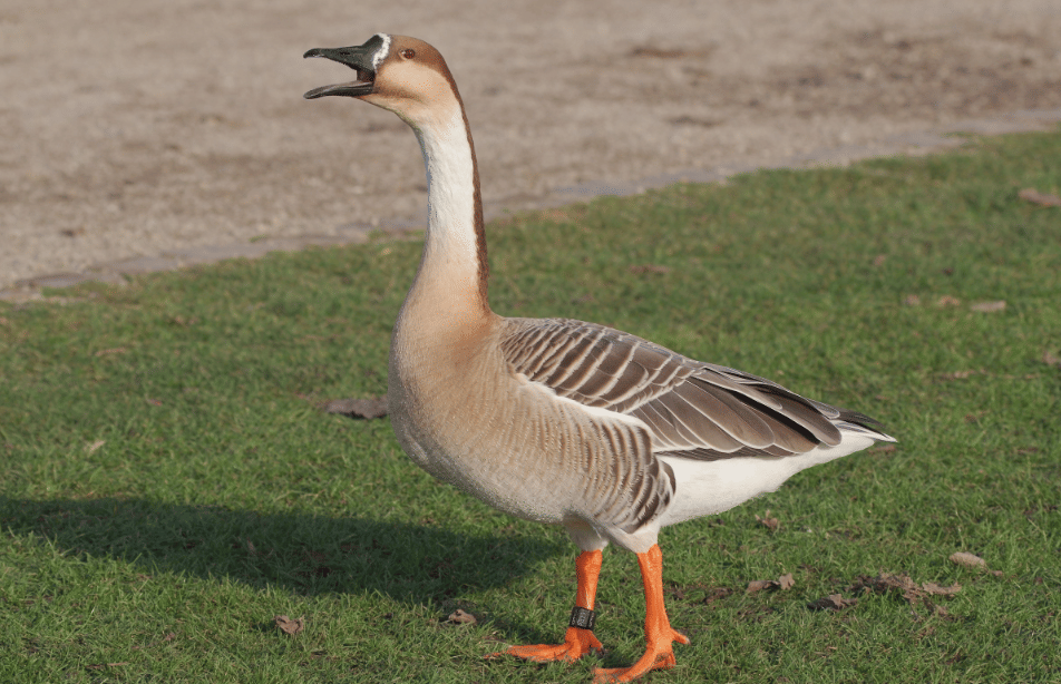 swan goose