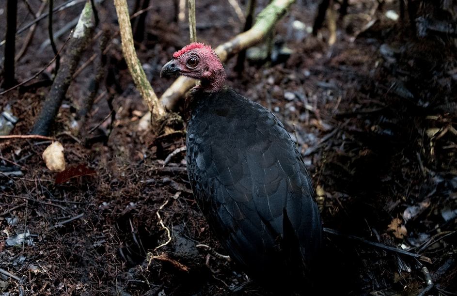 burung waigeo brushturkey