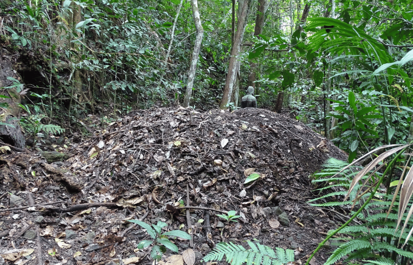 sarang burung waigeo brushturkey