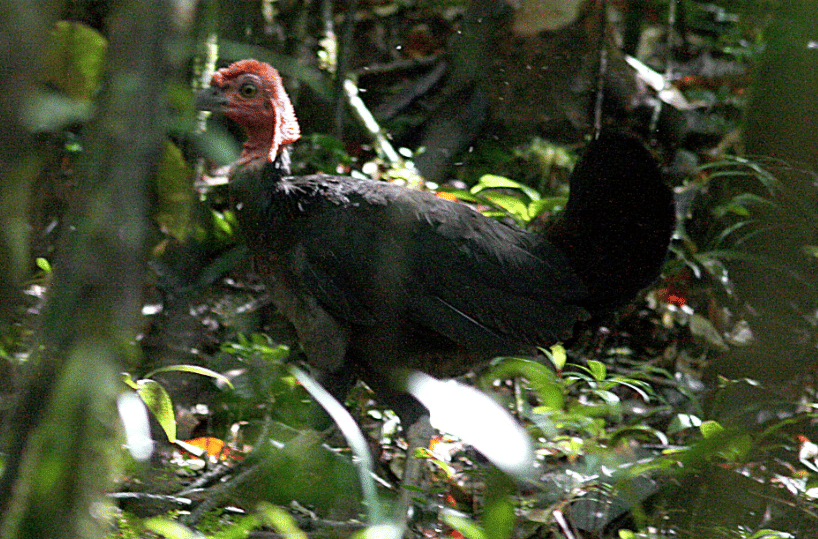 burung waigeo brushturkey 