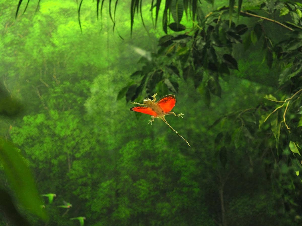 Potret flying lizard