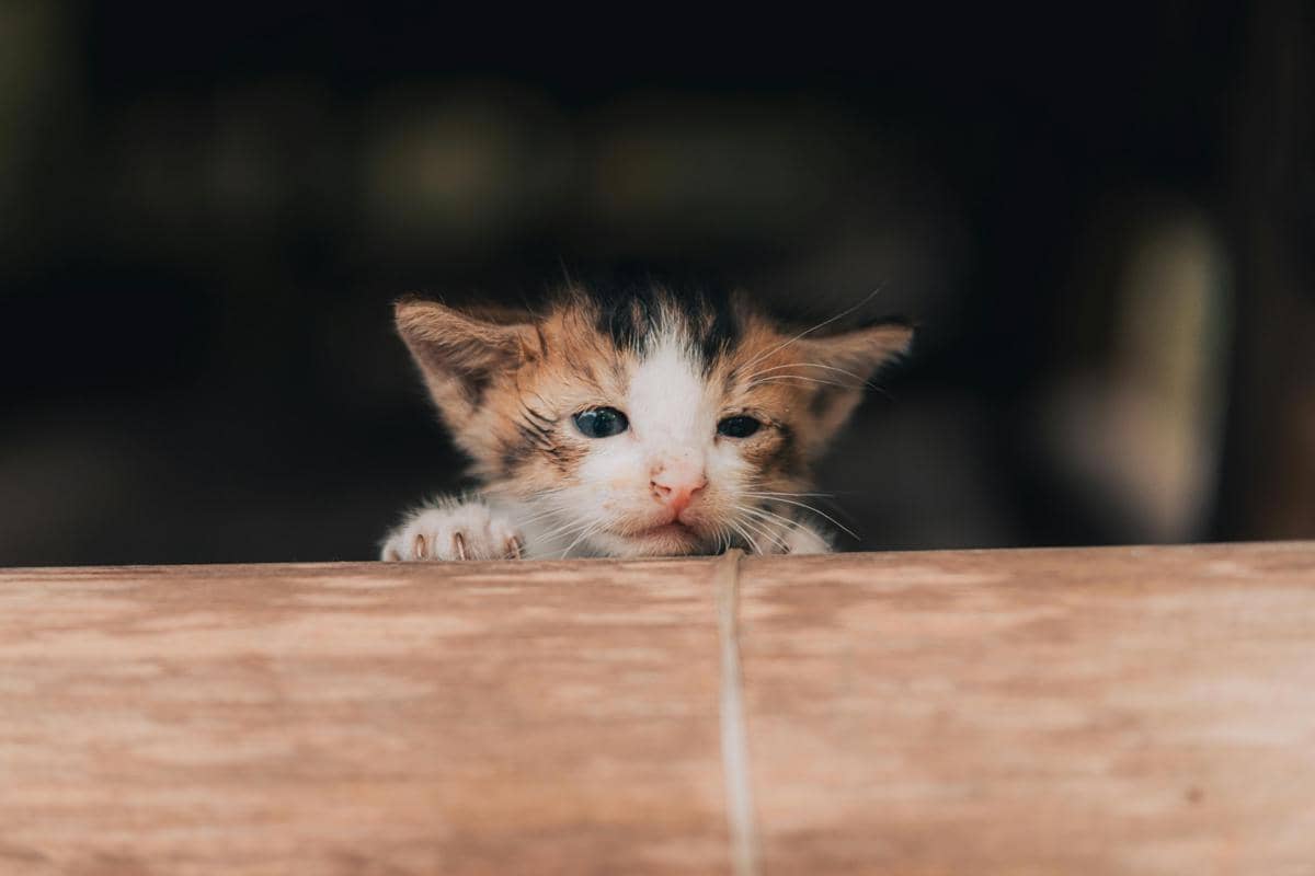 ilustrasi anak kucing