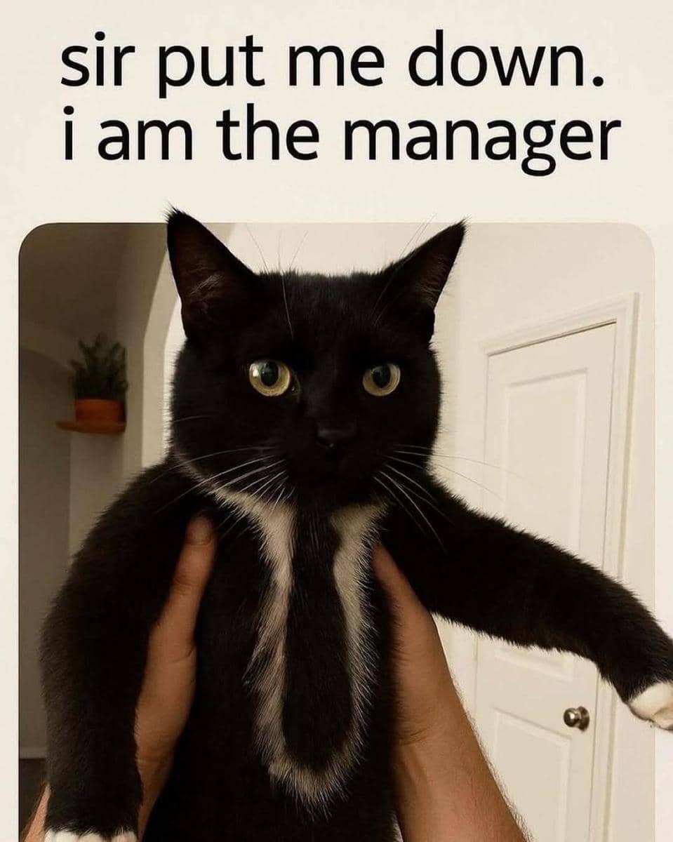 meme kucing tentang manajer