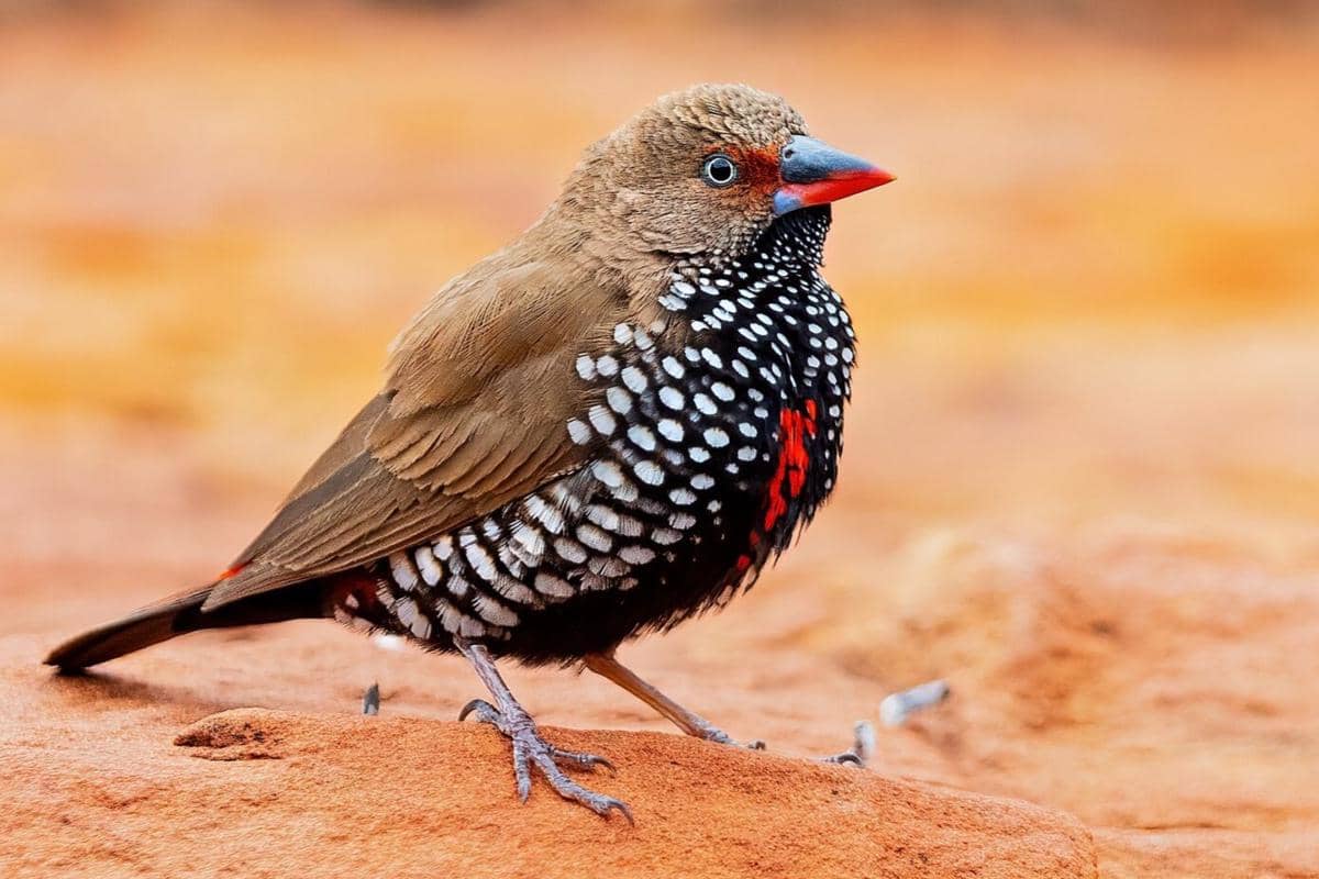 5 Fakta Painted Finch, Burung Eksotis yang Punya Corak Polkadot Alami