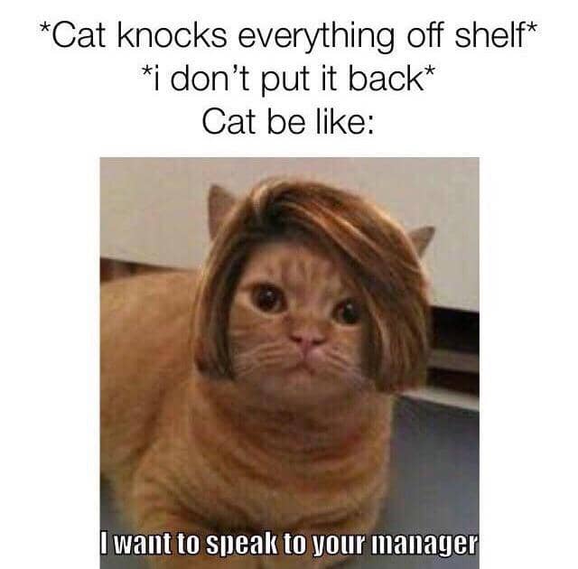 meme kucing tentang manajer