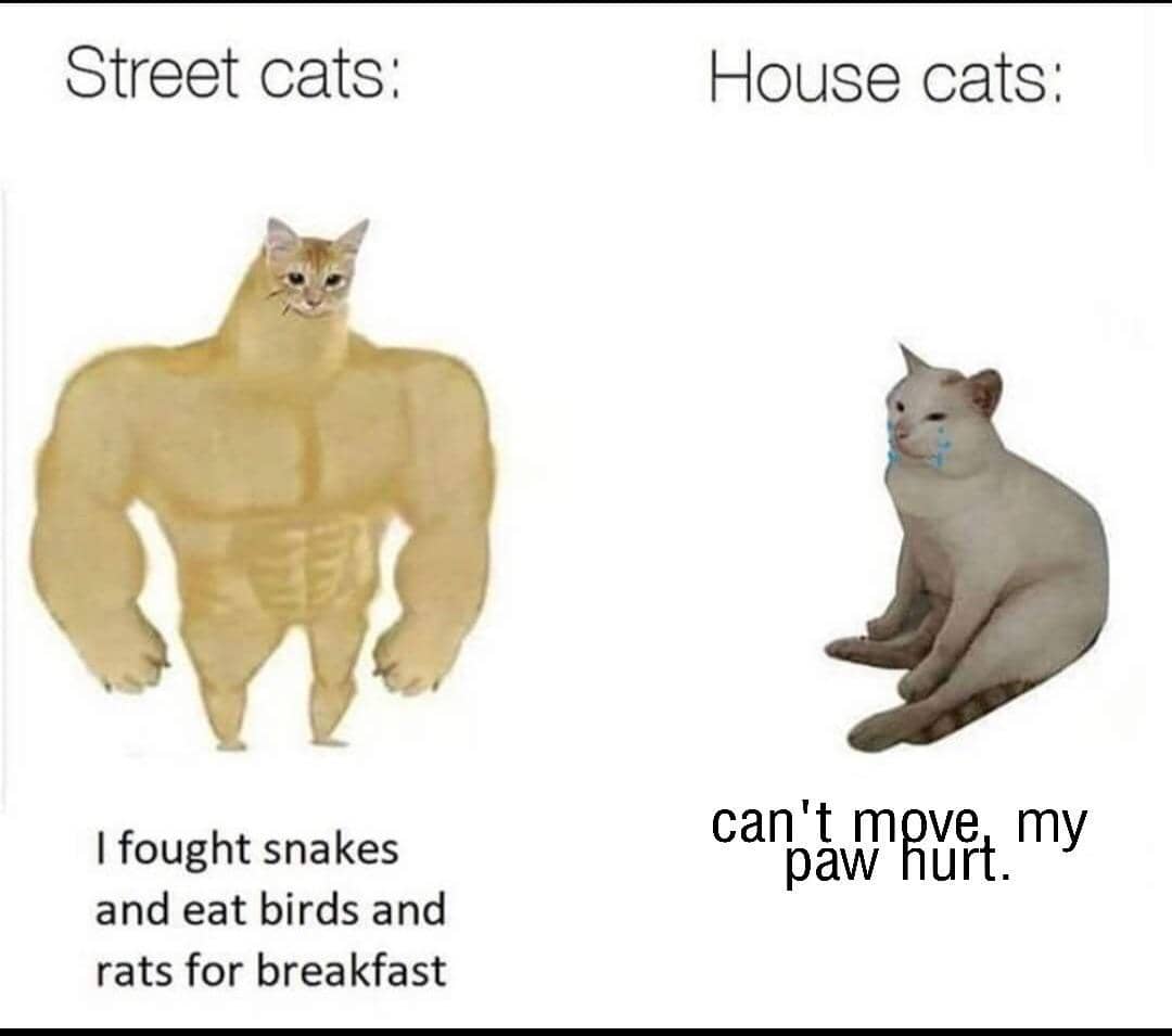 meme kucing dan ular