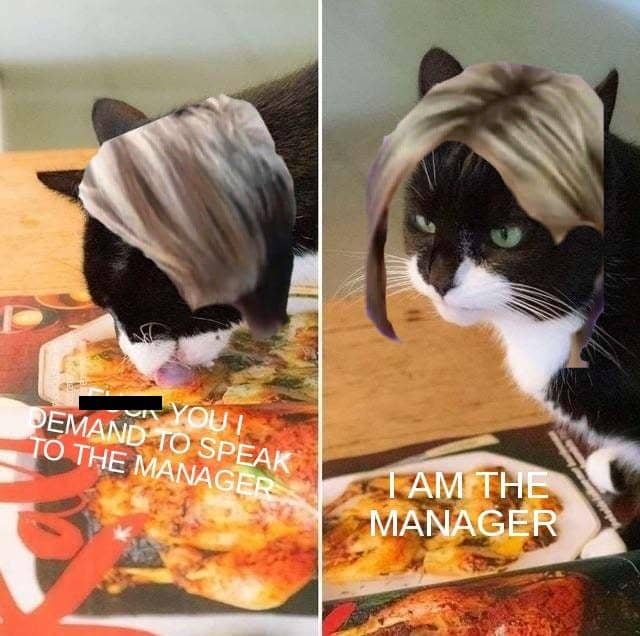 meme kucing tentang manajer