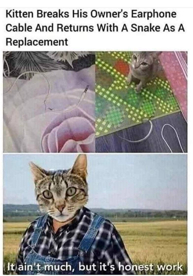 meme kucing dan ular