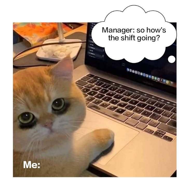 meme kucing tentang manajer