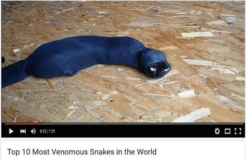 meme kucing dan ular